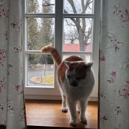 Apartment Schwarzer Kater Grossschoenau