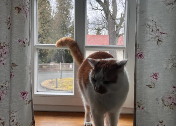 شقة Schwarzer Kater غروسشوناو